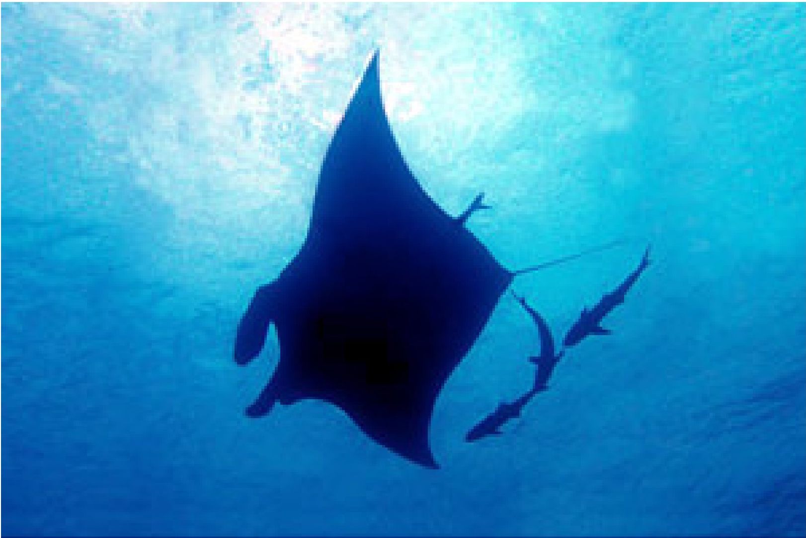 Vie marine des îles Similan : mantas, requins-baleines et Richelieu Rock